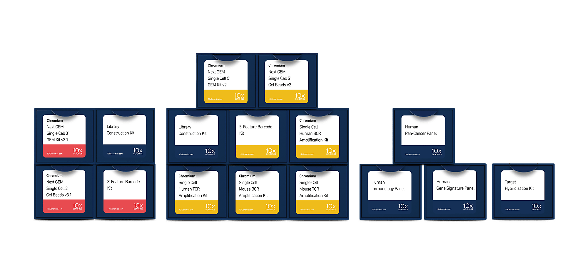 10x chromium single cell immune profiling