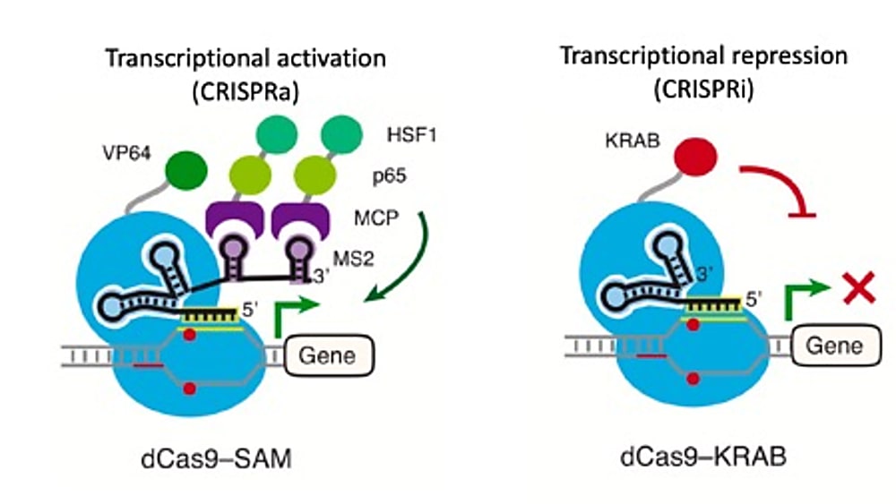 CRISPR activation (CRISPRa) and CRISPR interference (CRISPRi) overview. For CRISPRa (left) dCas9 is fused to a transcriptional activator (VP64). Adaptors fused to transcriptional activators can be combined to further enhance transcription, such as in the SAM method. An sgRNA programs dCas9 fusion to activate the transcription of the targeted promoter. For CRISPRi (right), dCas9 is fused to a transcription repressor (KRAB), which directs heterochromatin formation at the promoter targeted by the sgRNA, reducing target gene transcription. CREDIT: Modified from Lo & Qi et al., 2017 (CC BY 4.0) (2).
