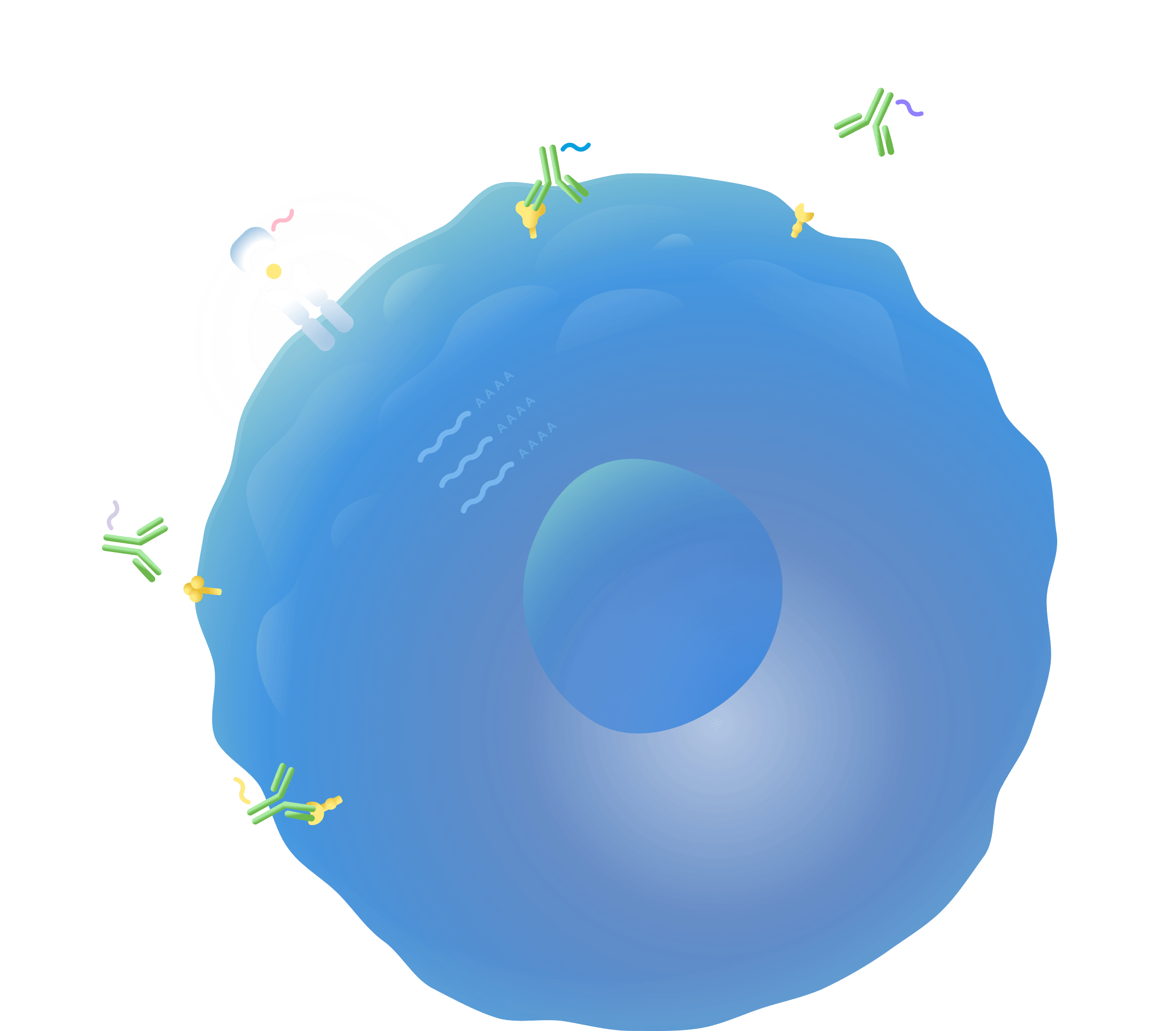 10x chromium single cell immune profiling