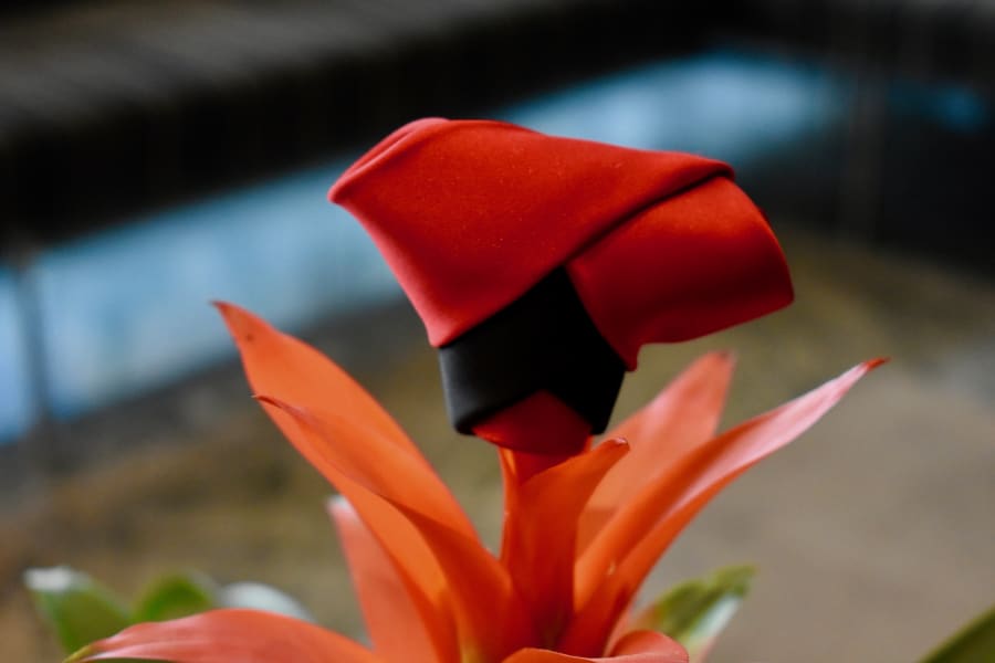 Red GC knot on a bromeliad