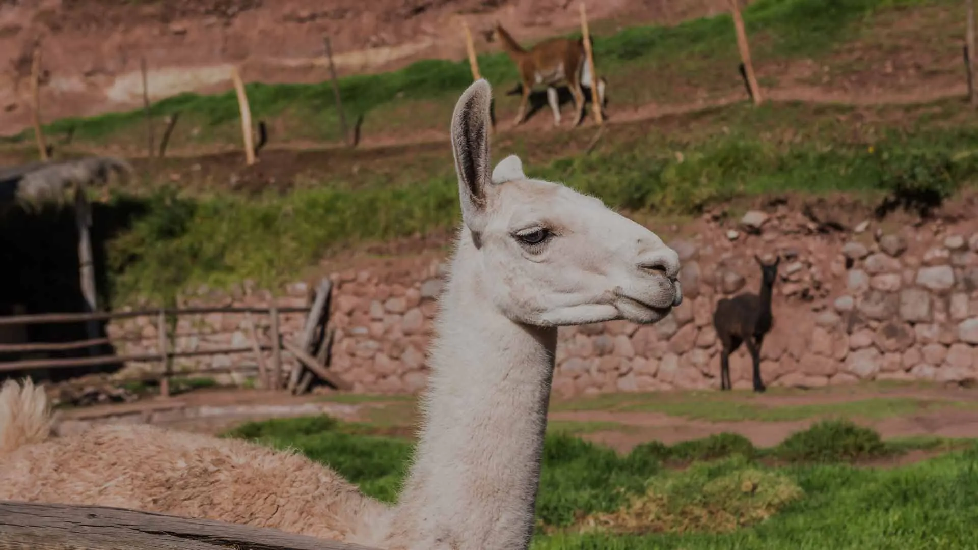 Visit Awana Kancha, the living museum of the Andes