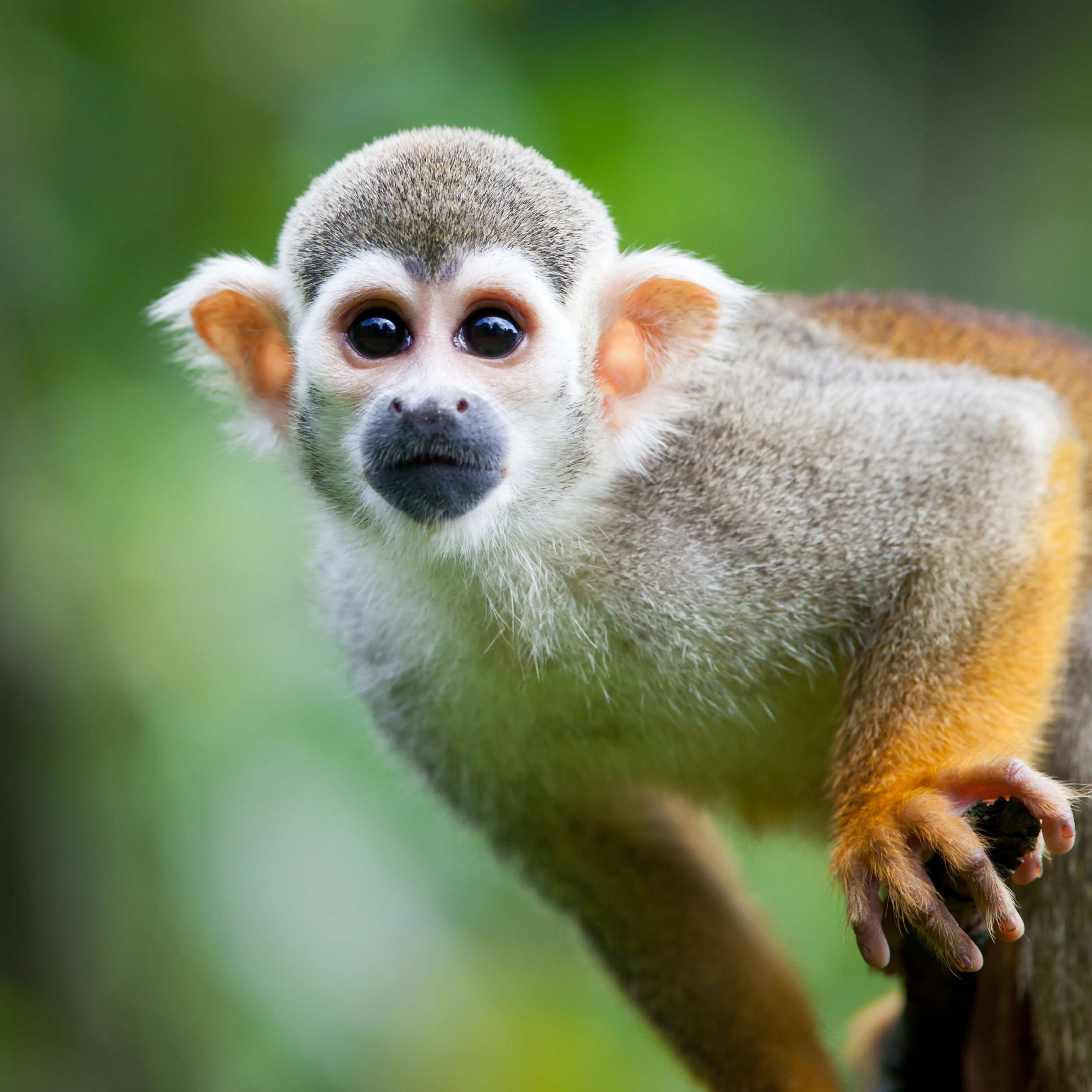 Amazon Squirrel monkey