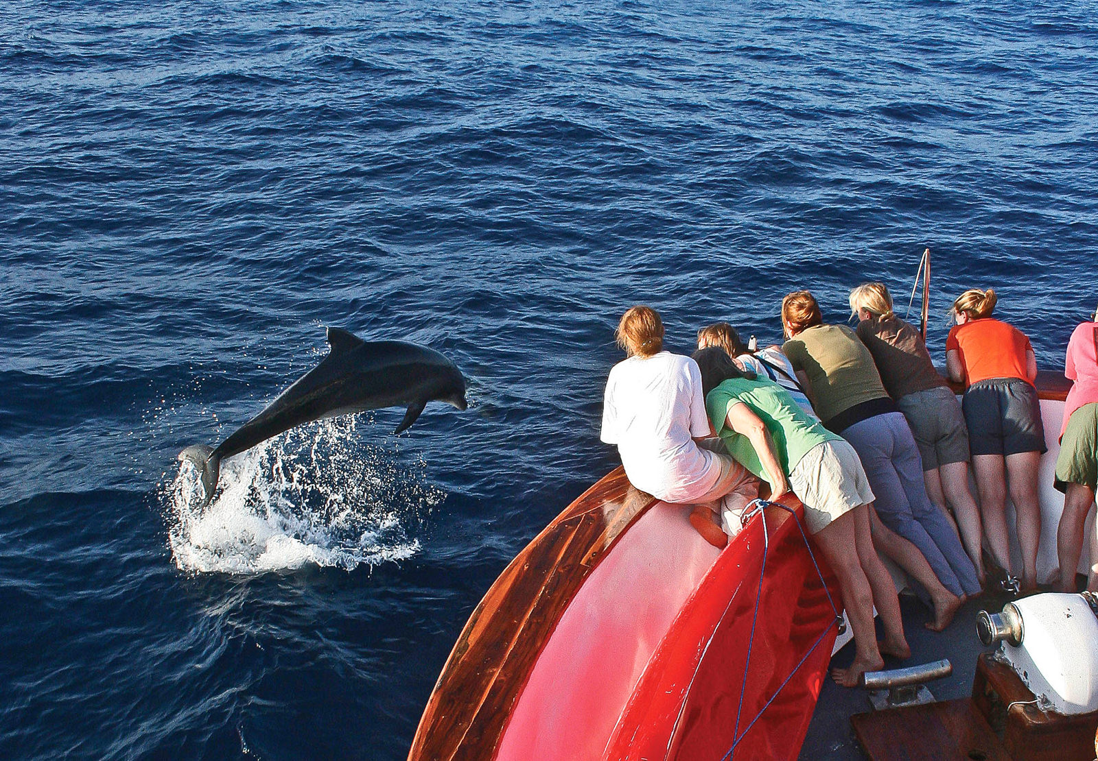 Dolphin jumping on a crossing between Galapagos Islands