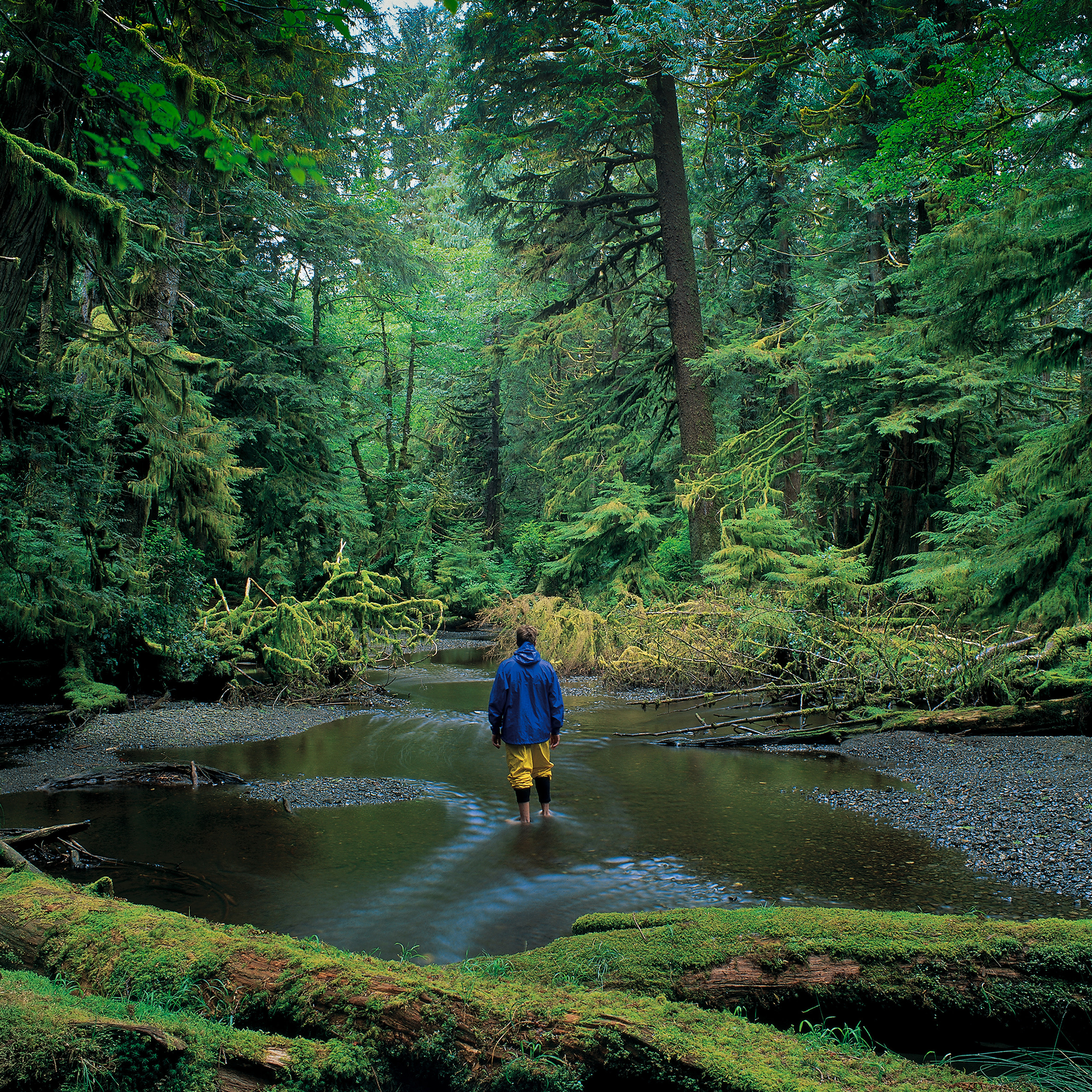 Hiker walking in Haida Gwaii forest stream