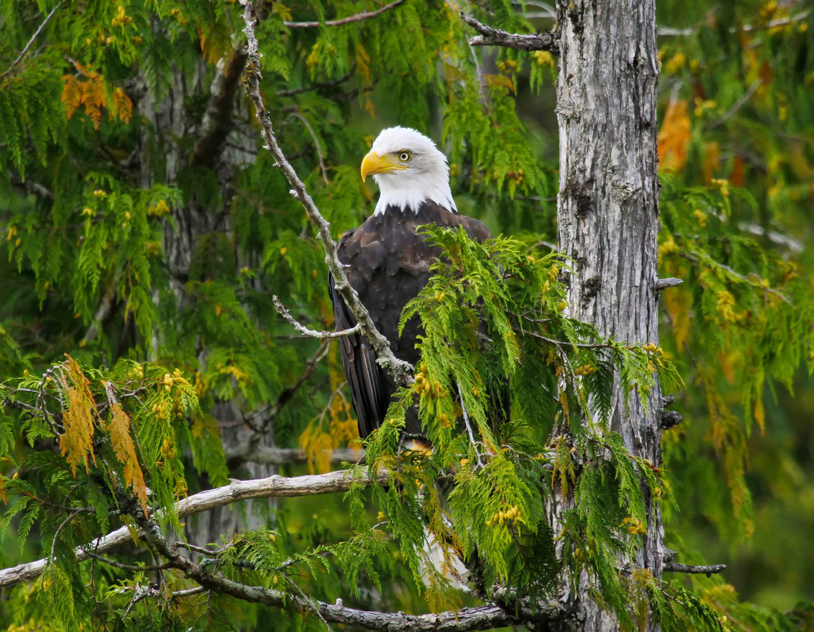 Bald Eagle in Cedar Tree, Haida Gwaii