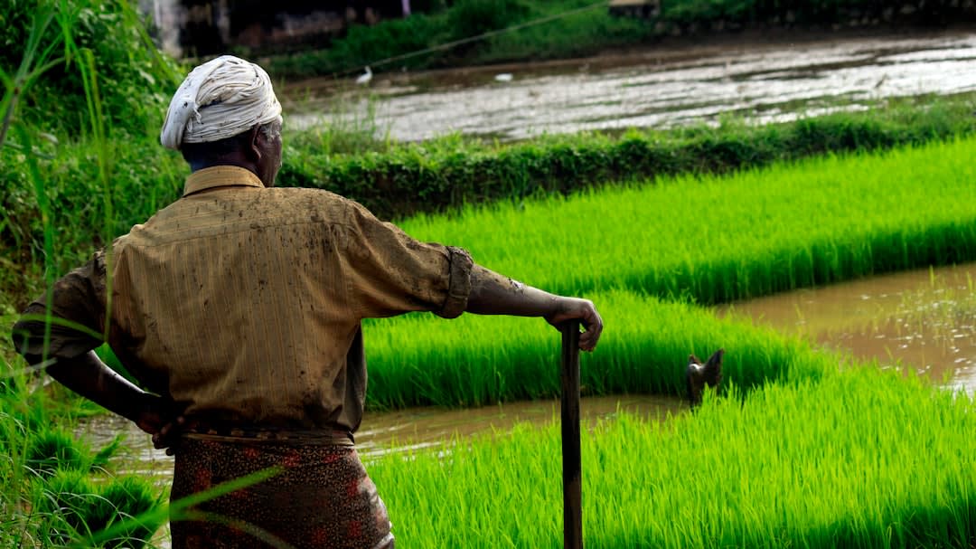 India's Longest Canal Supports Irrigation in Rajasthan's Desert Villages