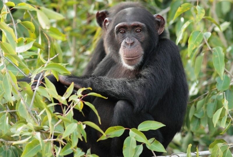 Abuko Nature Reserve