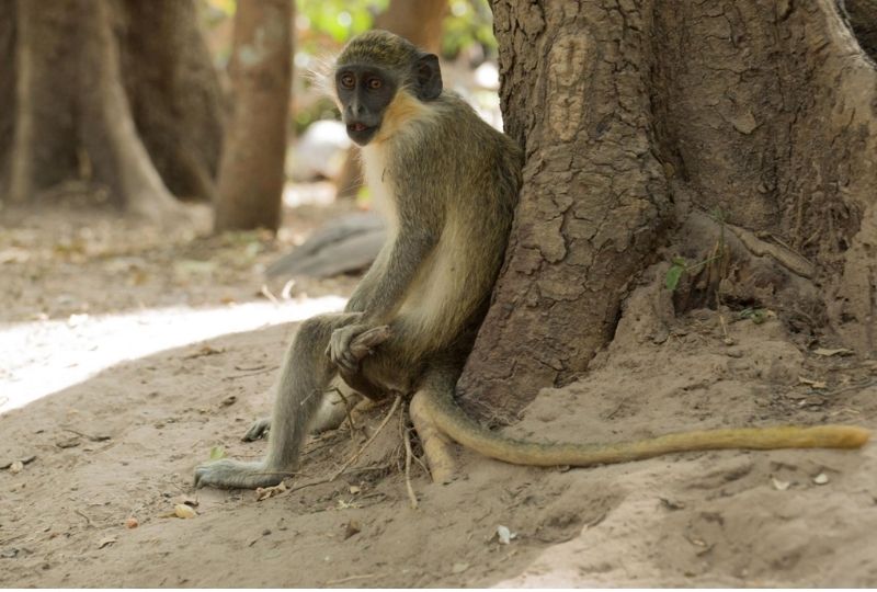 Bijilo Forest Park (Monkey Park)