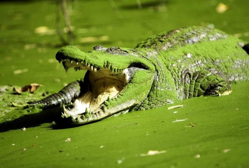Abuko Nature Reserve