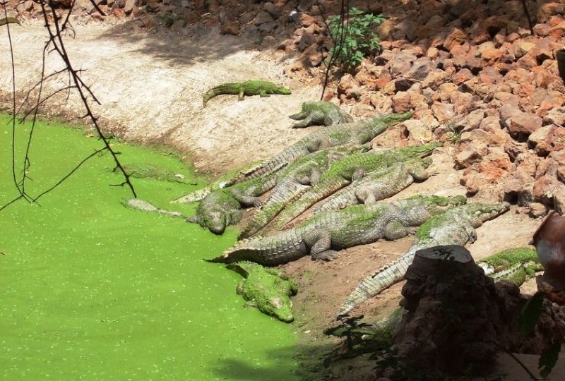 Kachikally Crocodile Pool