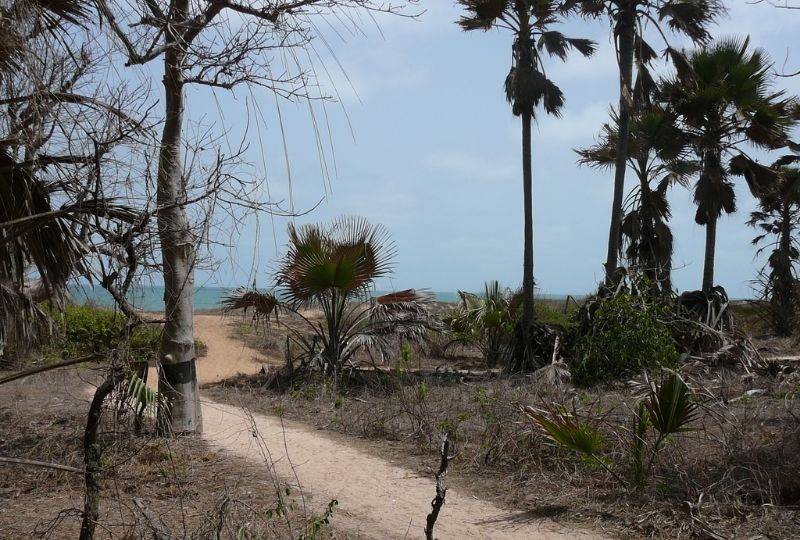 Bijilo Forest Park (Monkey Park)