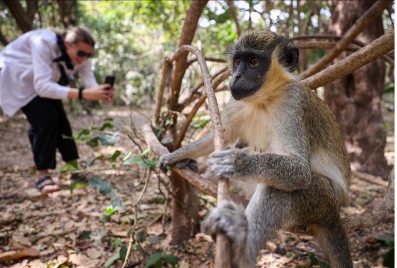 Bijilo Forest Park (Monkey Park)