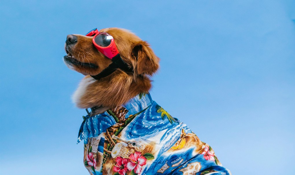 Cruzeiro inédito permite cachorros a bordo: empresas anunciam novidade