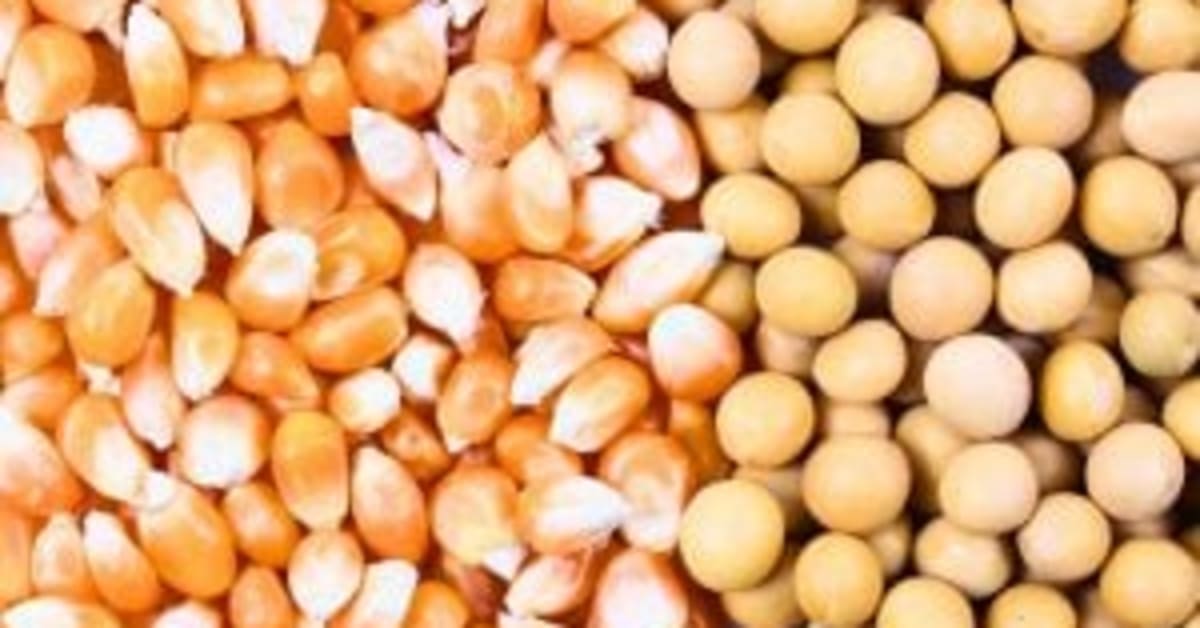 Como a Tailândia Impactará o Mercado com a Redução de Tarifas sobre Milho dos EUA?