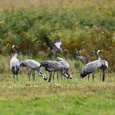 Upplev tranorna vid Hornborgasjn frn Gotland 