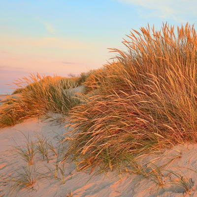 Bussresa Danmark  Upptck Danmarks prlor med MK Bussresor