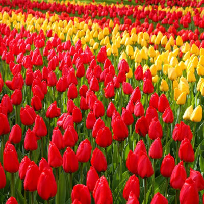 Bussresa Holland  Upplev tulpaner, kanaler och kultur med MK Bussresor