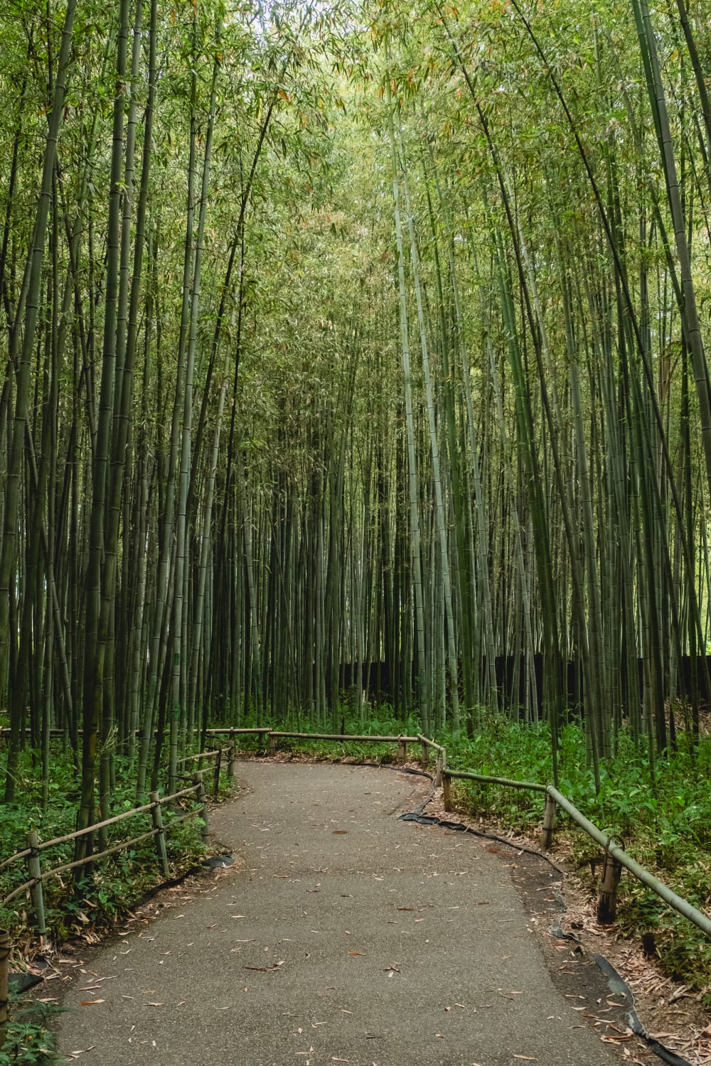 Bamboo Forest Path