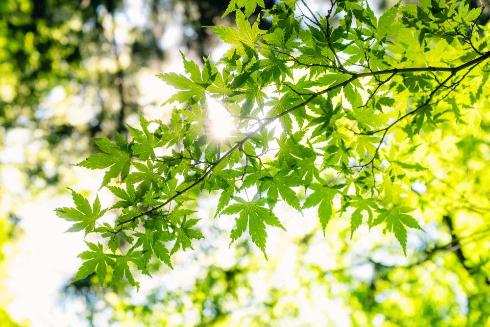 Maple Leaves Sunburst
