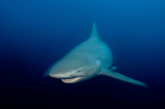 Một con cá mập bò. Ảnh: 7News