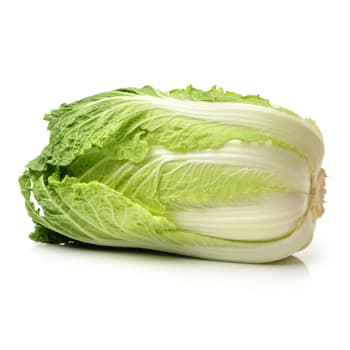 Chinese Cabbage