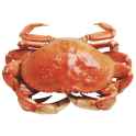 dungeness crab