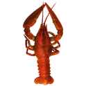 lobster