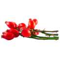 rose hip
