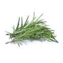fresh rosemary