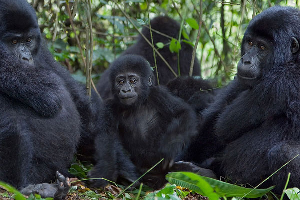 Low-Season Gorilla Trekking in Rwanda – Exclusive Discounts with Green Gorilla Trails