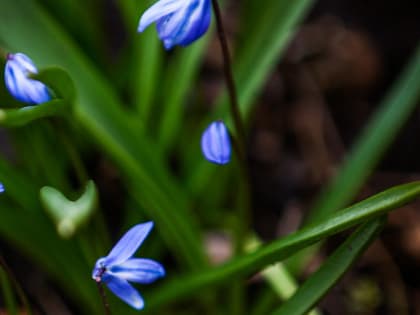 Завораживающие голубые цветы распустились рядом с Бугринской рощей