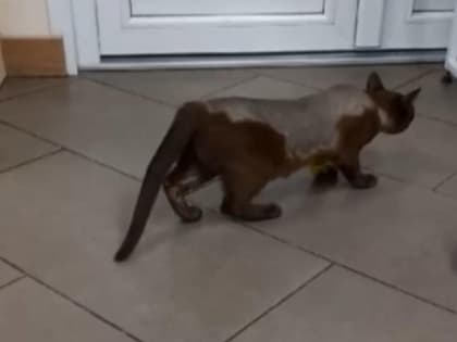 Породистой кошке исправили позвоночник с помощью винтов в Новосибирске