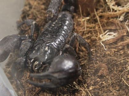 Чёрных скорпионов и ядовитых квакш запретят держать в домашних условиях