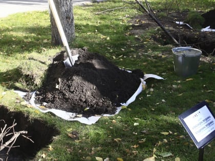 Липы в городе: красота и польза