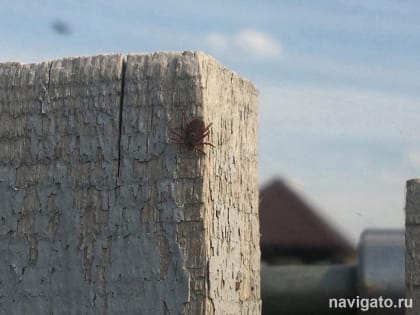 Эпидемиологи прогнозируют повышенную активность клещей в этом сезоне