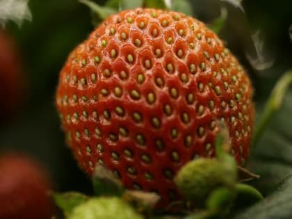 Тонны клубники из Армении и салата из Ирана ввезли в Новосибирск