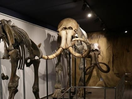 Такого белорусы ещё не видели: в Минск привезут новосибирского мамонта