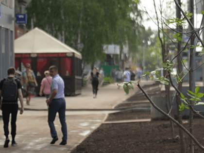 Новые газоны с 14-летними ясенями обустраивают на улице Ватутина