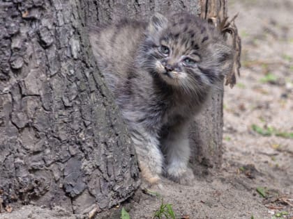 Если вы пропустили: ордынская роспись, новый космонавт и дюжина манулят