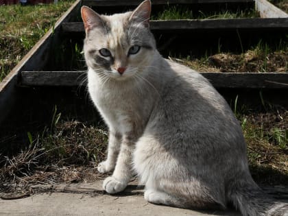 Как уговорить кошку спуститься с дерева — лайфхаки от спасателей