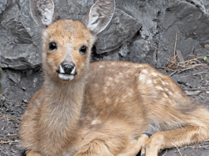 В Томской области хотят исключить косуль из списка краснокнижных