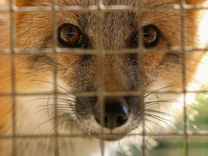 Уникальный эксперимент по изучению экосистемы озера