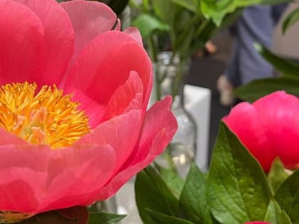 Уникальную коллекцию из 220 сортов пионов выставили в Музее природы