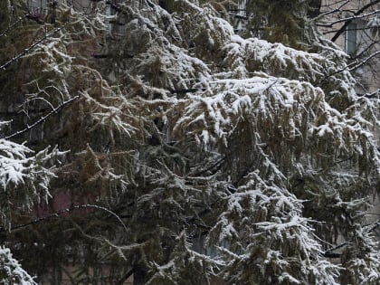 Снежный покров и его влияние на экологию