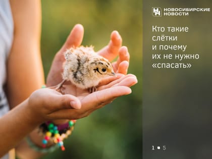 И тут они полетели: почему не стоит брать в руки птенцов-«слётков»