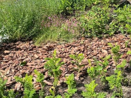 Лесную герань, душицу и имбирную мяту высадили на набережной Оби