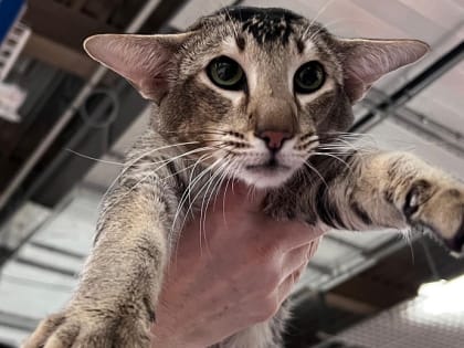 Выставка экзотических домашних животных в городе