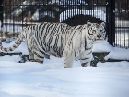 Чем порадует новосибирцев Снежная баба: график новогодних развлечений