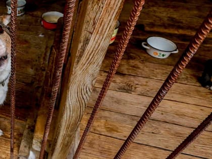 Новосибирские стендаперы пошутят в пользу бездомных животных