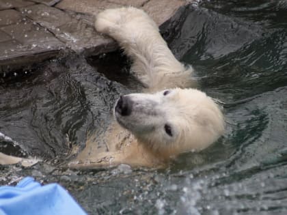 Новосибирский зоопарк перешёл на летний режим работы